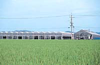 政津農場
